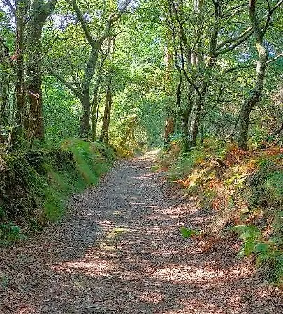 O Labrego De Boimorto (A Coruna)