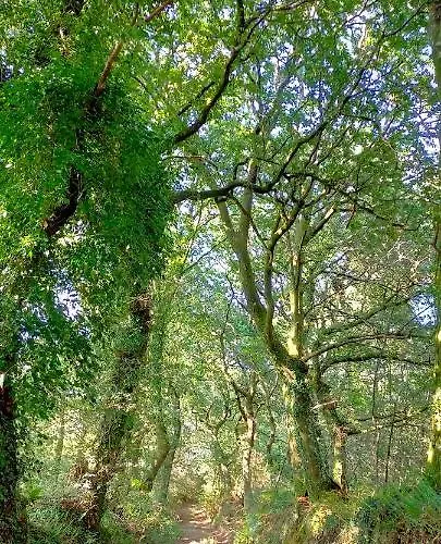 Apartmán O Labrego De Boimorto (A Coruna)