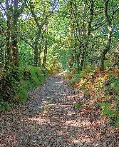 O Labrego De Boimorto (A Coruna)